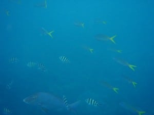 Lots of GT's at Coral Bay A few Golden Trevally at Coral Bay