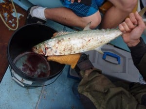 A small shark mackerel caught on a silver slice A shark mackerel caught with a small slice
