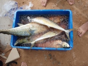Coral Bay Fishing proves well! A morning fishing with silver slices
