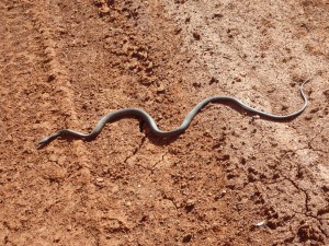Snakes in the bush Snakes live in WA too, but are usually harmless