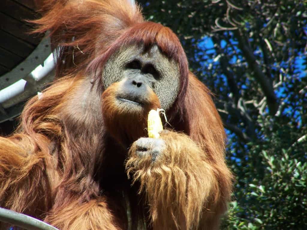 Perth Zoo; a great day out for everyone