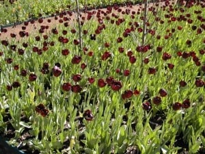 Tulips at Araluen More Tulips at Araluen
