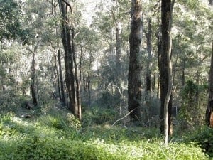 Much of Araluen is native bushland Much of Araluen is native bushland