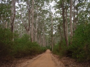Extraordinary Taxi Ride Huge Karri Forests in Margaret River
