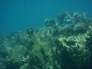 Extraordinary Taxi Ride A snap shot of the Ningaloo Reef