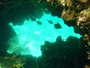 Spearfishing involves cave diving Going through a swimthrough