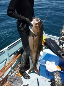 An 18kg Sampson Fish from spearfishing An 18kg Sambo