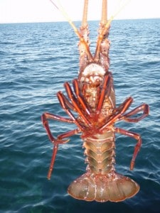 Crayfish at Garden Island A Crayfish caught near Garden Island