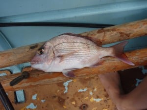 Pink Snapper from Bunker Bay A small pink snapper