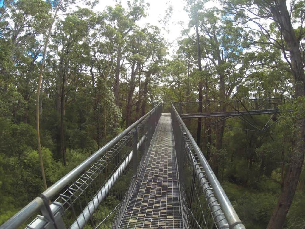 Denmark Tree Top Walk