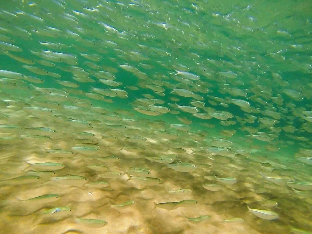 Hundreds of bait fish at Middle Lagoon