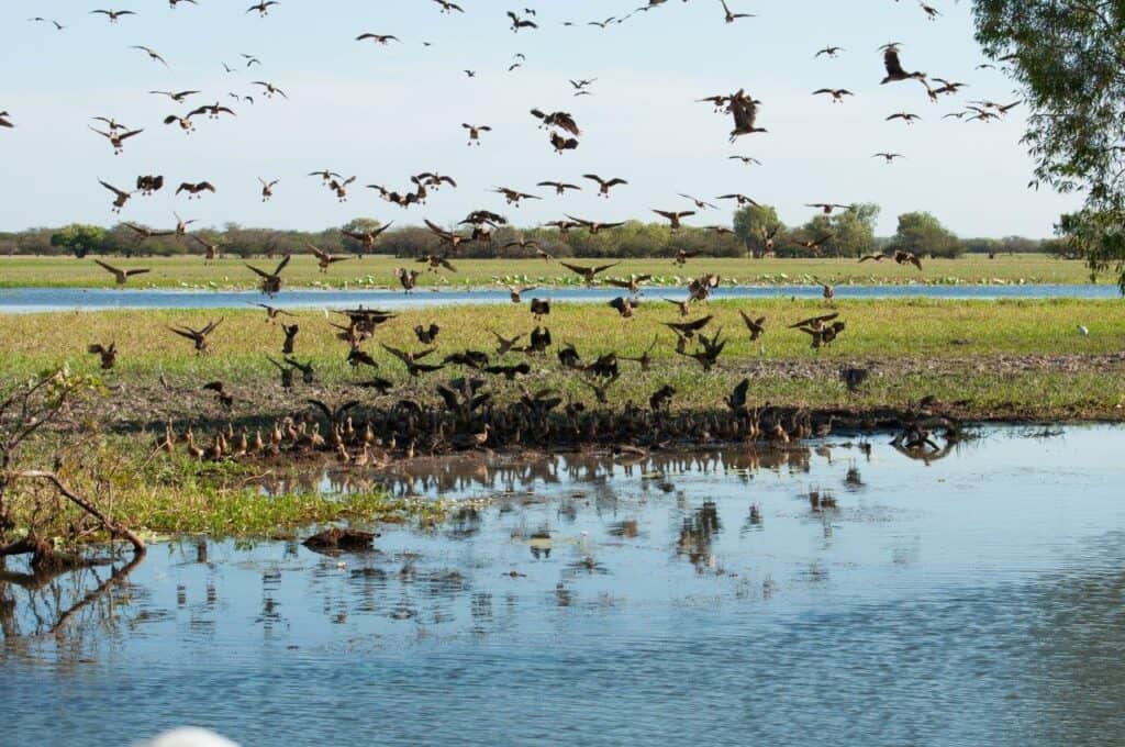 Yellow Water Cruise; is it worth it?