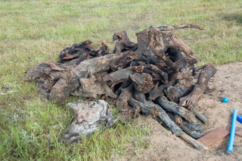 How To Collect Camping Firewood Without Being A Muppet