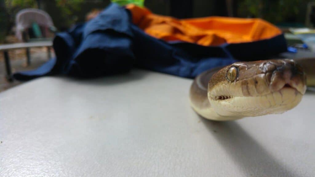 Are snakes really a problem when travelling around Australia?