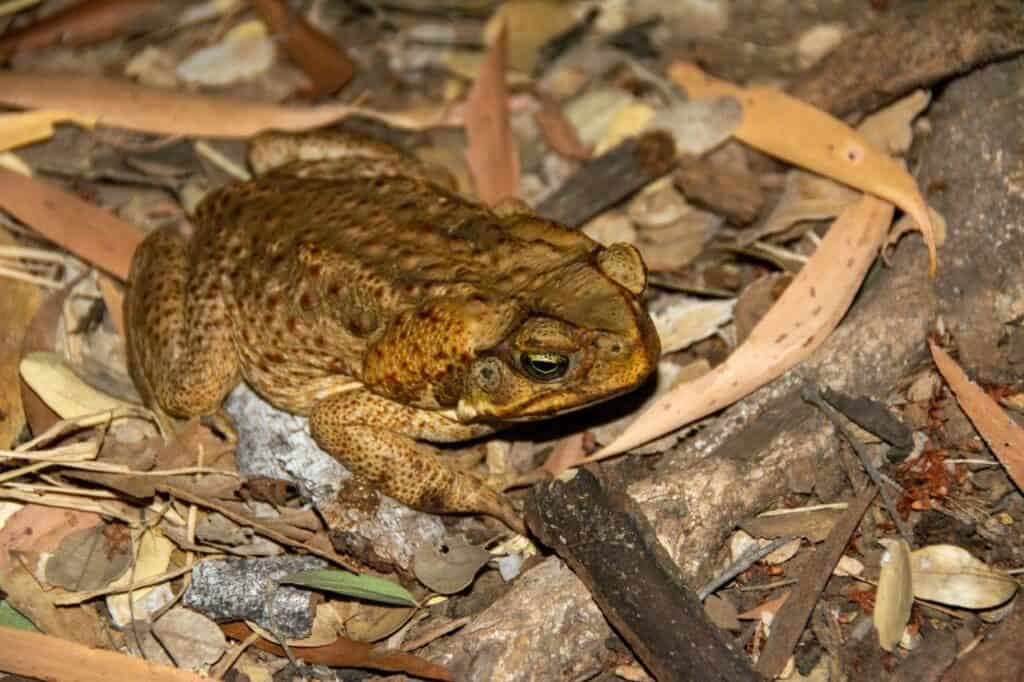 Cane Toads in the Kimberley; a blight on the landscape