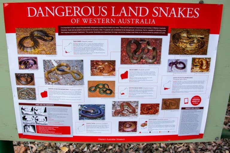 Are snakes really a problem when travelling around Australia?