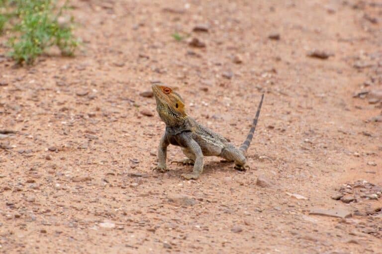 Argadells; the ultimate Flinders Ranges visit