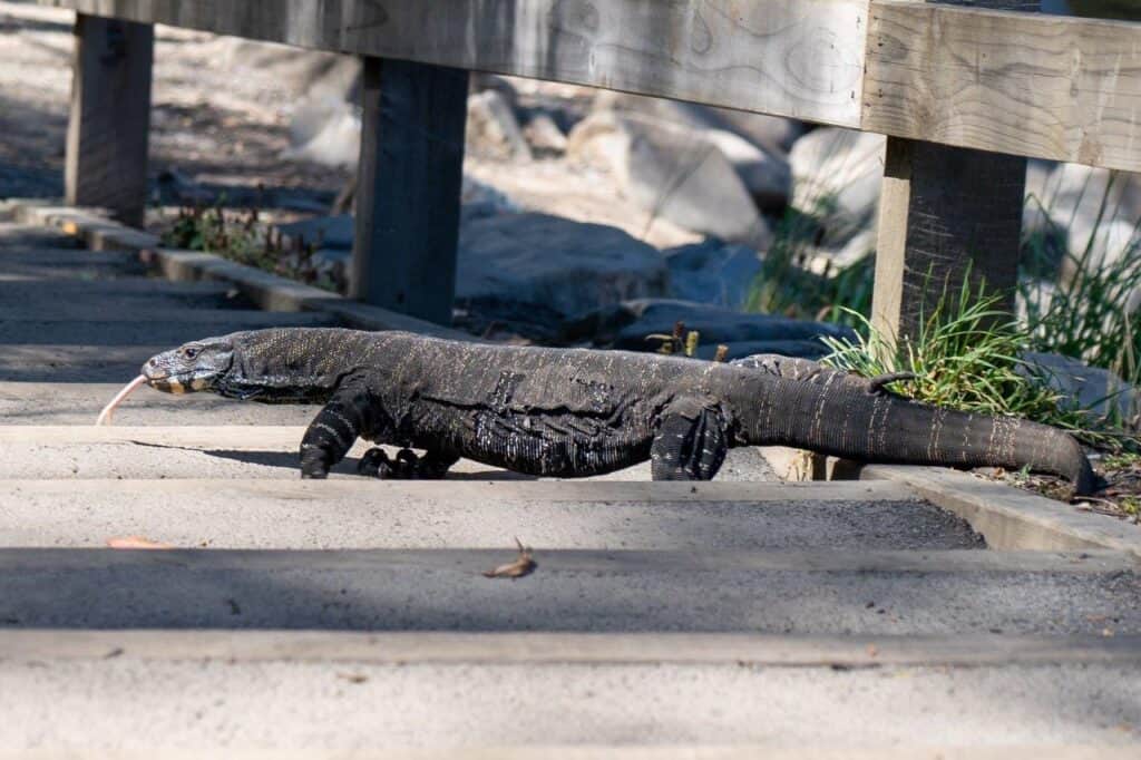 Coopers Creek Campground; stunning, free and amazing