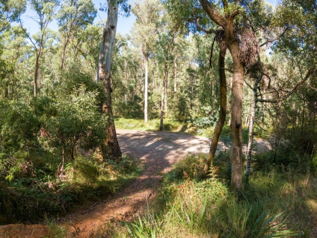 Image showcasing Big River State Forest Camping; pristine creek side camps