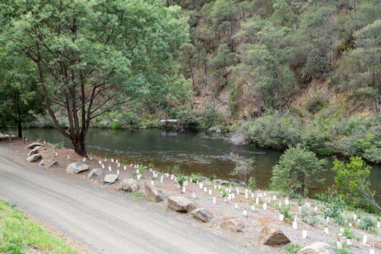 Bruntons Bridge Campground; amazing camping near Walhalla