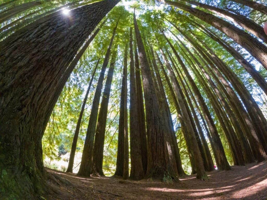 The beautiful Redwoods in the Otways National Park