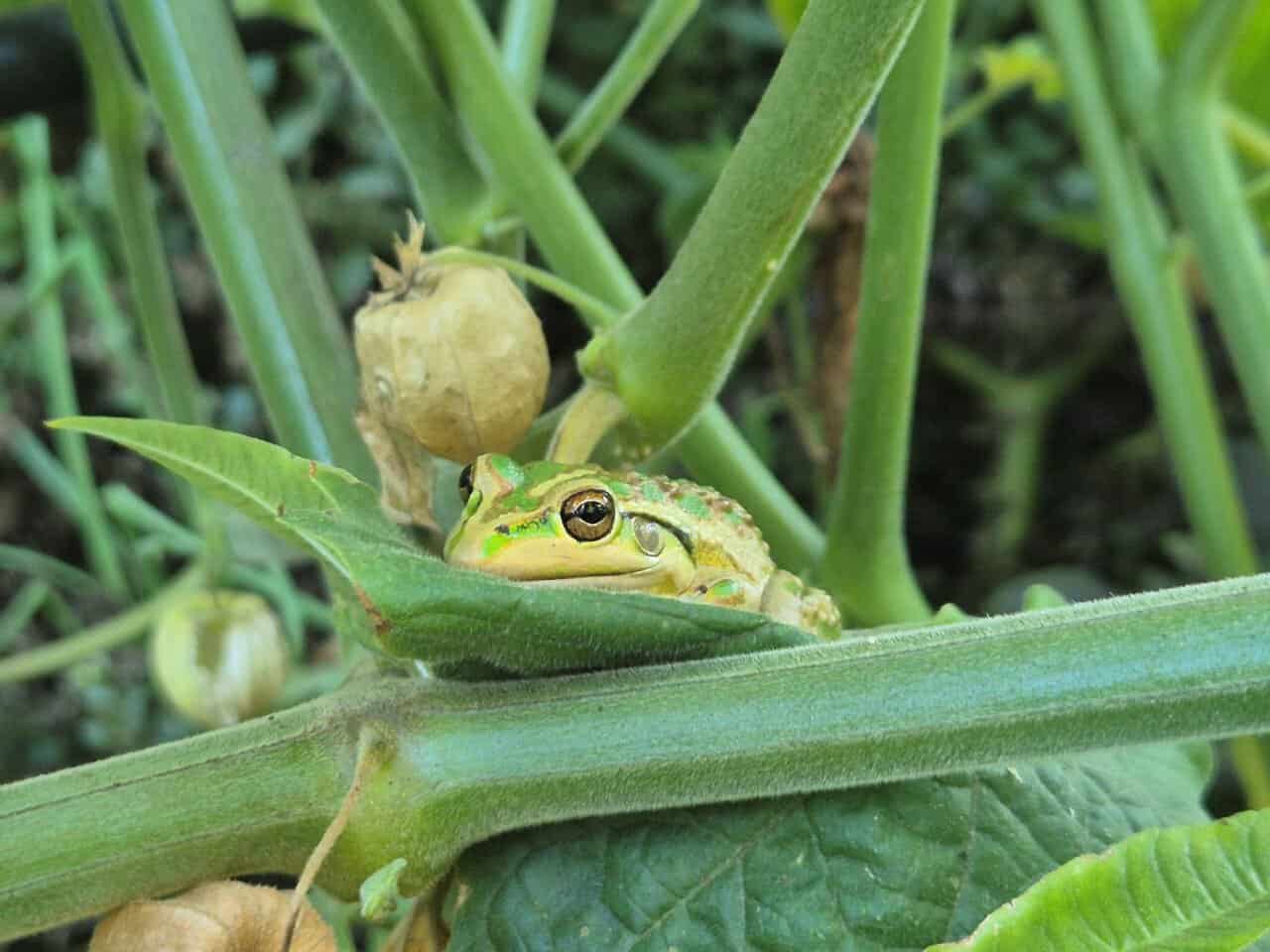 Frogs in our garden